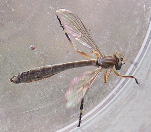 Leptogaster cylindrica